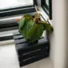 Philodendron Micans, 4" Pot