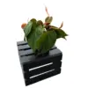 Philodendron Micans, 4" Pot - Image 2