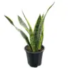 Sansevieria Plant, 4" Pot - Image 2