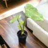Thai Constellation Monstera, 4"Pot