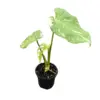 Thai Constellation Monstera, 4"Pot - Image 2