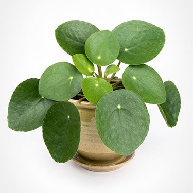 Chinese Money plant for good fortune<br />
