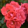 Coral Drift Rose - Image 2