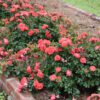 Coral Drift Rose
