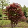 Emperor One Japanese maple with vibrant, deep red foliage and upright branching, standing elegantly in a lush garden landscape.