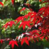 Emperor One Japanese Maple - Image 3