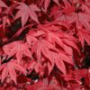 Emperor One Japanese Maple - Image 2