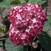 Invincibelle Ruby Hydrangea - Smooth Hydrangea - Image 3