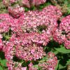 Invincibelle Ruby Hydrangea - Smooth Hydrangea - Image 2