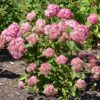 A Invincibelle Ruby Hydrangea with large, rounded clusters of deep ruby-red and soft pink flowers, set against dark green foliage, creating a striking contrast.