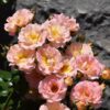 PEACH DRIFT ROSE - Image 2