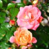 PEACH DRIFT ROSE - Image 3