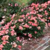 PEACH DRIFT ROSE