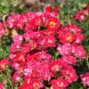 PINK DRIFT ROSE - Image 2