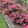 PINK DRIFT ROSE