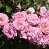 SWEET DRIFT ROSE - Image 2