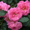 SWEET DRIFT ROSE - Image 3