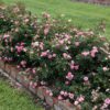 SWEET DRIFT ROSE