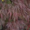 Tamukeyama Japanese Maple - Image 2
