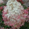 Vanilla Strawberry Hydrangea Shrub - Panicle Hydrangea - Image 2