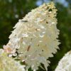 Vanilla Strawberry Hydrangea Shrub - Panicle Hydrangea - Image 3
