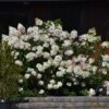 Vanilla Strawberry Hydrangea