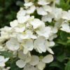White Diamond Hydrangea - Panicle Hydrangea - Image 2