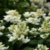 White Diamond Hydrangea - Panicle Hydrangea - Image 3