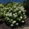 White Diamond Hydrangea