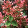 Quick Fire Hydrangea - Panicle Hydrangea - Image 2
