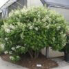 Quick Fire Hydrangea