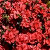 RED AZALEA - Image 2