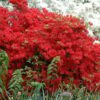 RED AZALEA