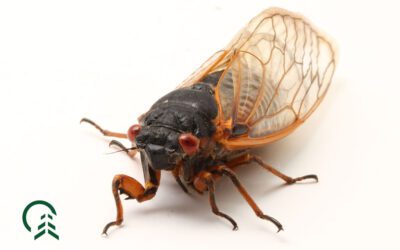 What do I need to know about cicadas?