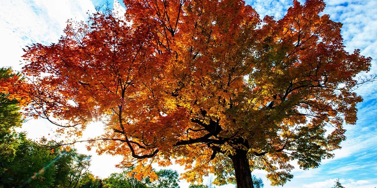Platt Hill Nursery-Chicago- Maple Tree Varieties and Care - sugar maple tree