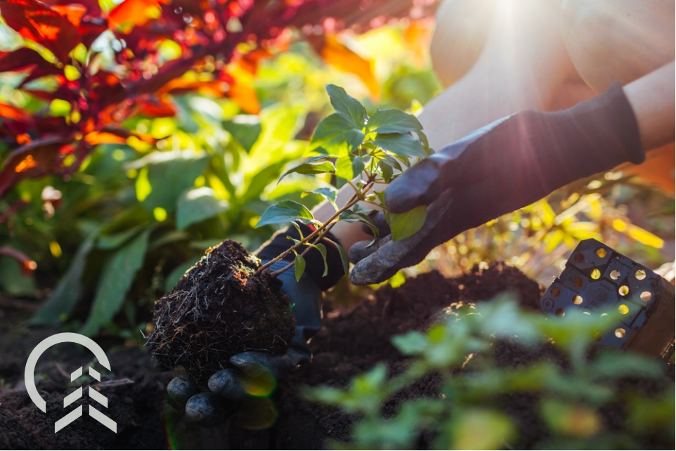 planting a seedling in fall in zone 5