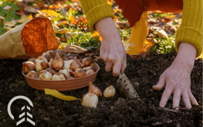 When To Plant Spring Bulbs