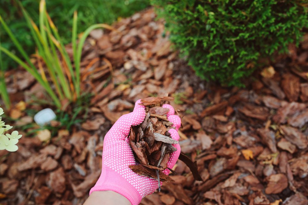 laying mulch for spring planting