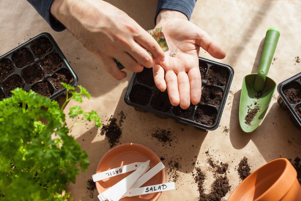 green house gardening, planting seeds in a starter