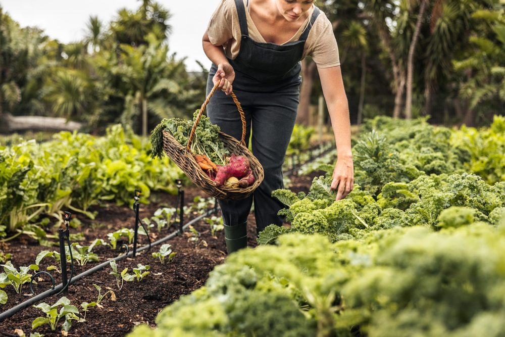 woman harvesting fall vegetables from her garden