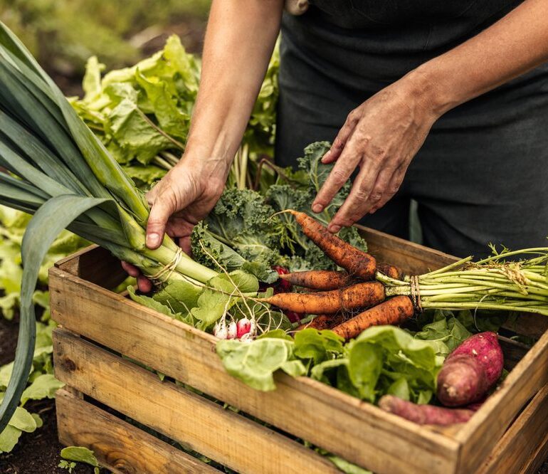 fall harvested vegetables