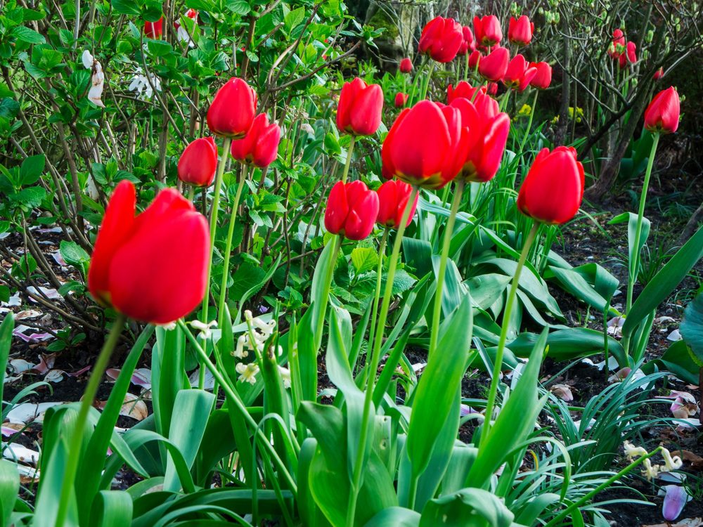 blooming spring bulbs tulips