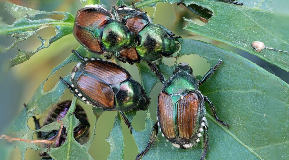 Japanese Beetle Help Guide | Platt Hill Nursery | Blog & Advice