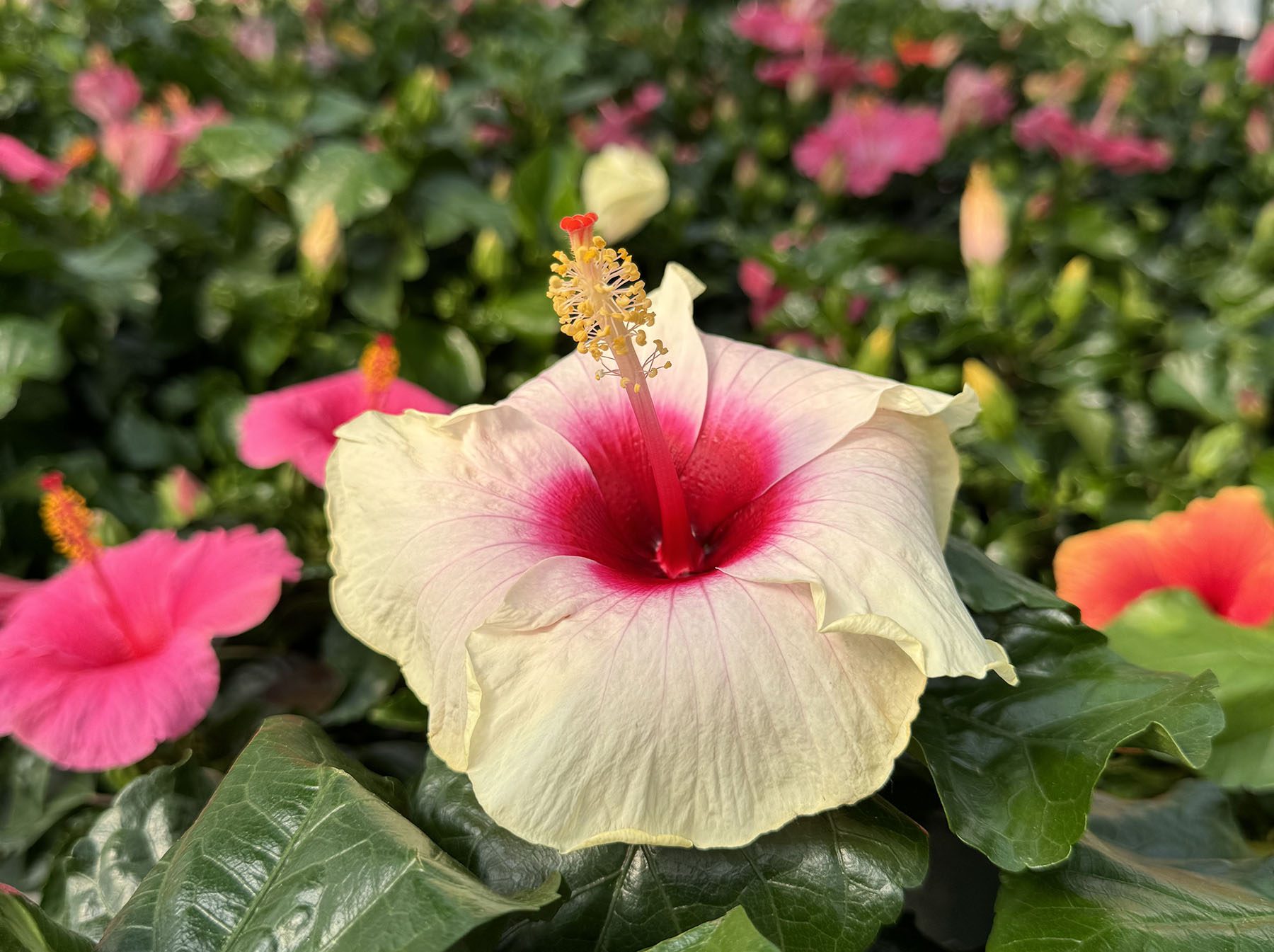 tropical hibiscus