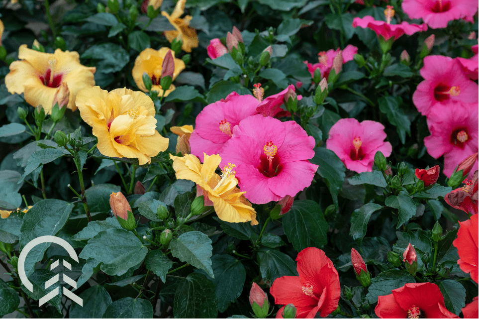 pink and yellow tropical hibiscus