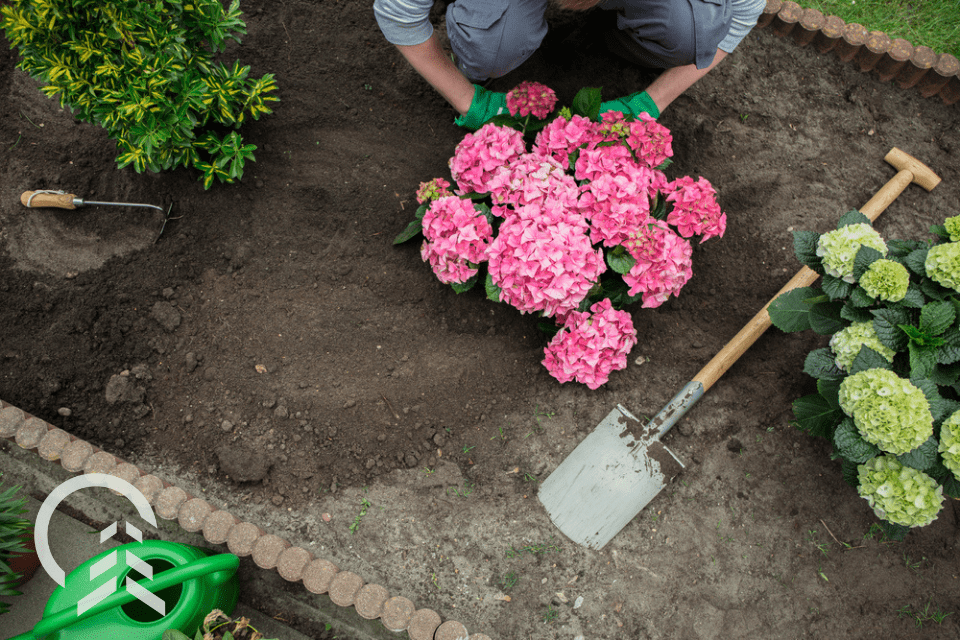 planting hydrangeas