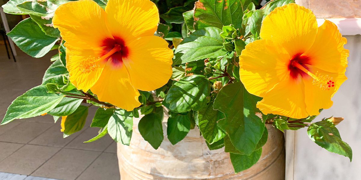 yellow potted hibiscus