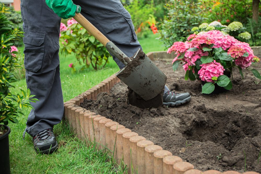 digging the gardenbed for planting hydrangeas