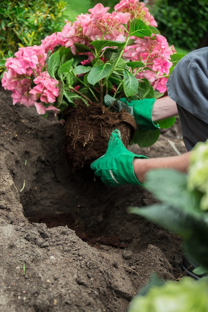 placing pink hydrangeas in Zone 5 soil