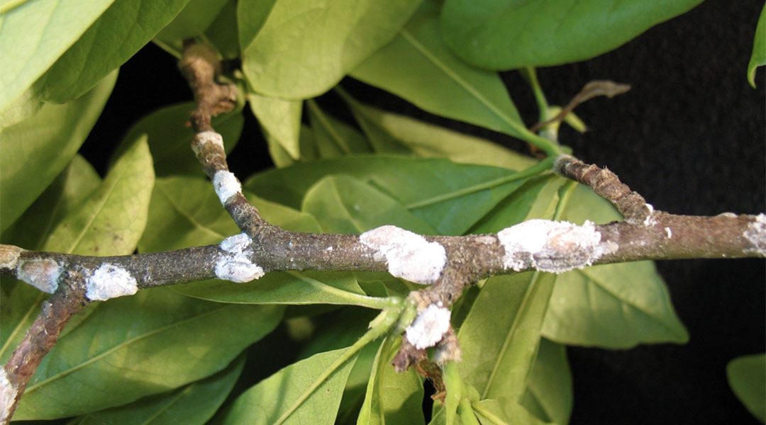 Magnolia scale on a magnolia tree branch